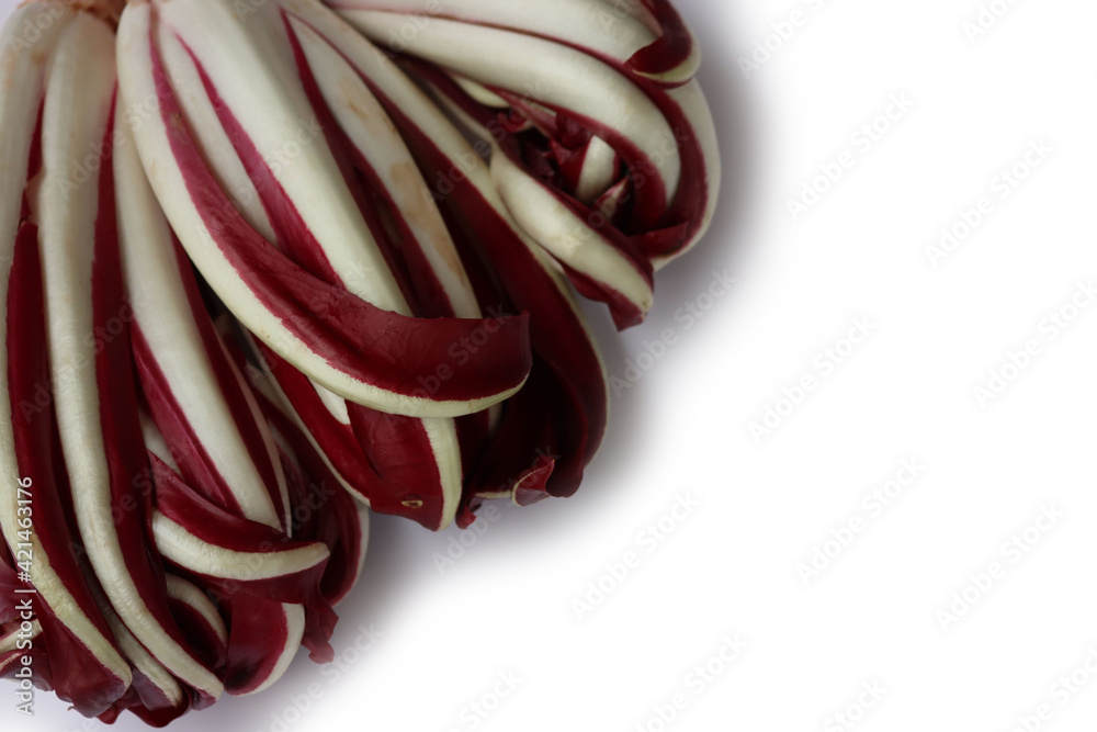 Radicchio tardivo, italian red chicory isolated on white background. Italian red salad on white on selective focus