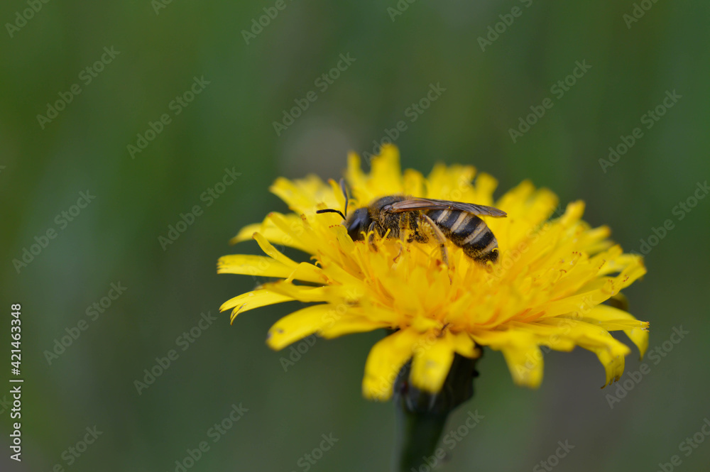 Bee collecting pollen on a yellow dandelion Bee collecting pollen on a yellow dandelion