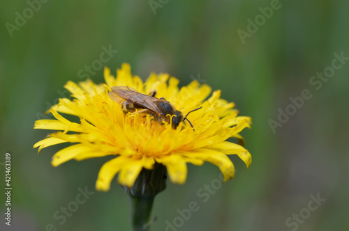 Bee collecting pollen on a yellow dandelion