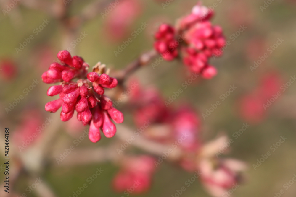 Dawn viburnum branch with pink blossoms on springtime. V. Bodnantense tree in bloom Dawn viburnum branch with pink blossoms on springtime. V. Bodnantense tree in bloom