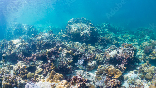 Underwater coral reef on the sea , background sea the underwater