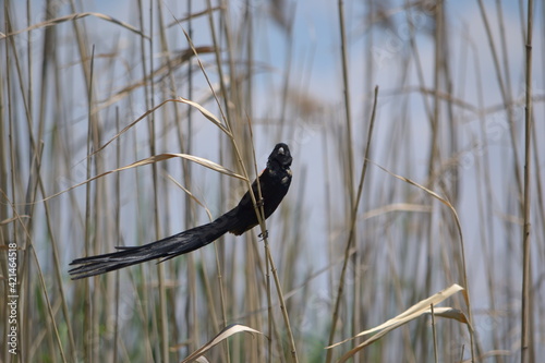 pintailed wyhdah