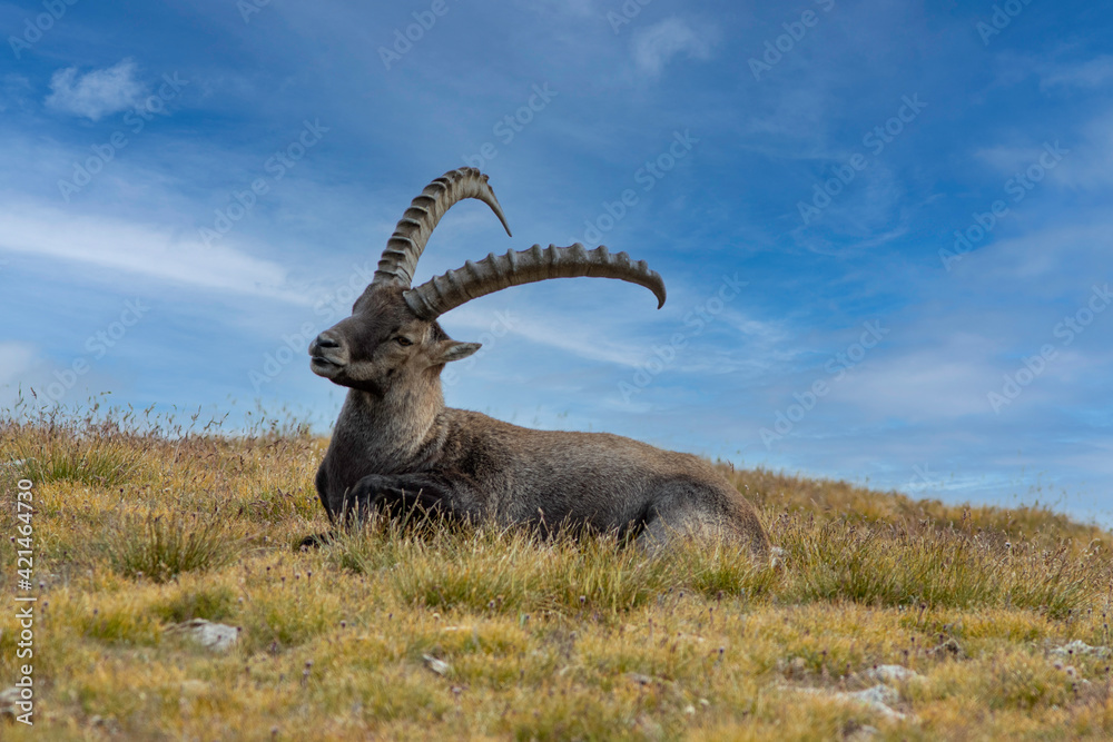 ibex under blue sky
