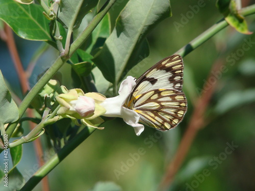 butterfly in flower
