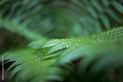 close up of fern leaf © LilianC