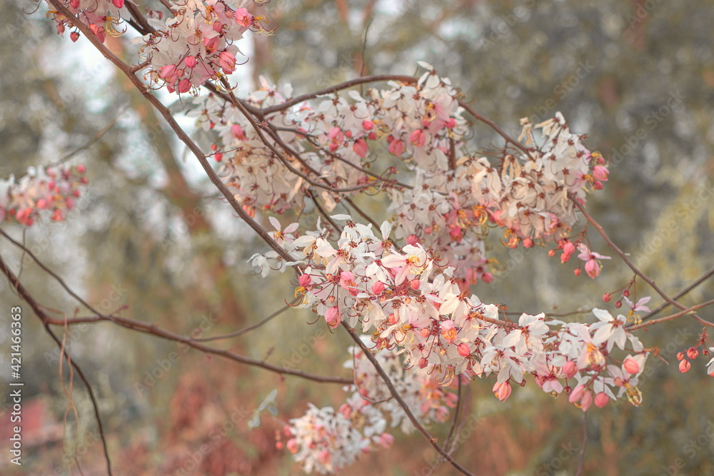Pink flowers of Wishing Tree, Pink Shower, Pink cassia, Pink and White Shower Tree (Cassia Bakeriana) are blooming on the branch of tree in spring season Pink flowers of Wishing Tree, Pink Shower, Pink cassia, Pink and White Shower Tree (Cassia Bakeriana) are blooming on the branch of tree in spring season