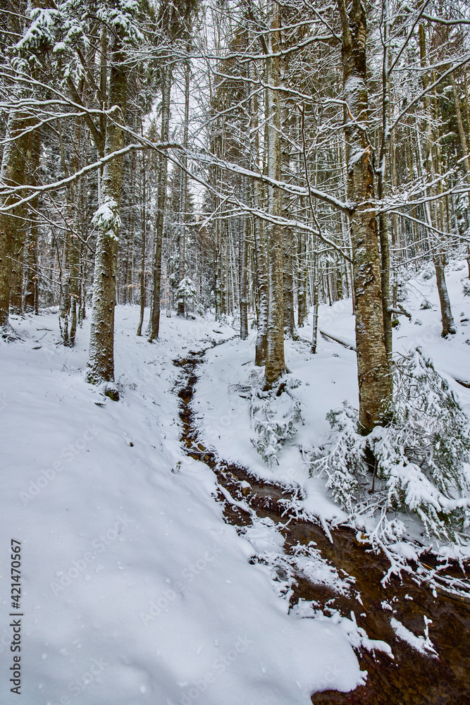 frosty winter landscape in snowy pine forest.