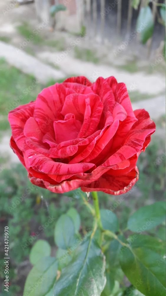 Obraz premium flower