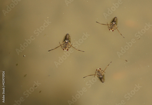 Notonecta glauca. Close-up of an aquatic insect in the water in the water.