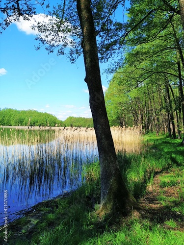 jezioro w lesie