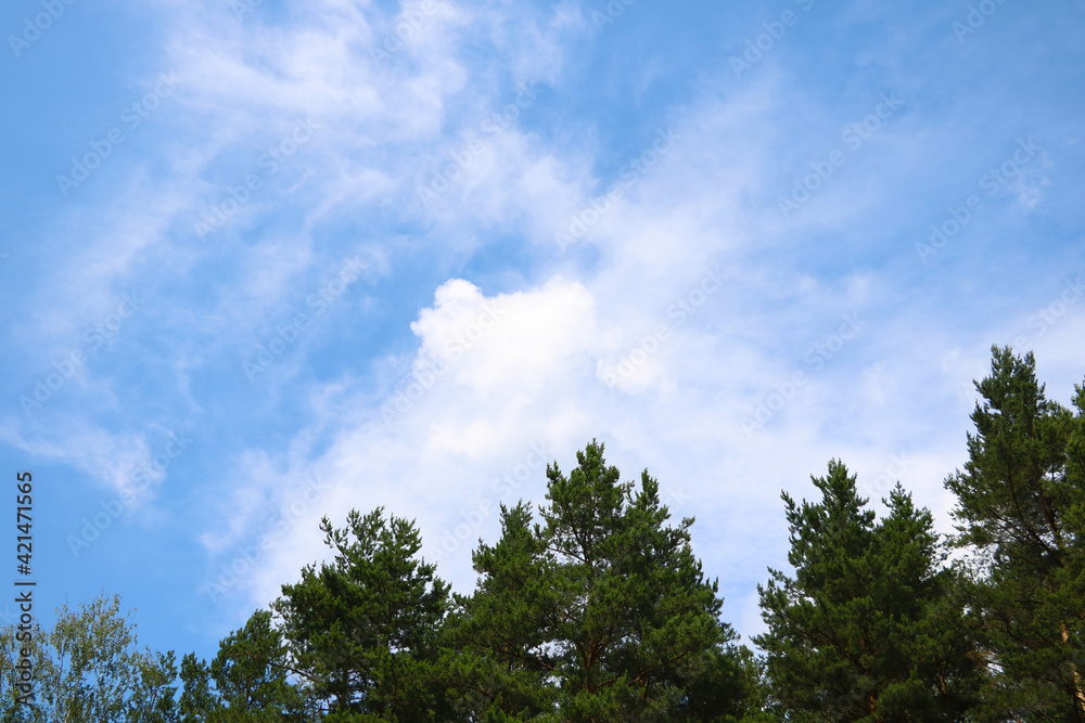 The tops of green large trees against the blue sky. The tops of green large trees against the blue sky.