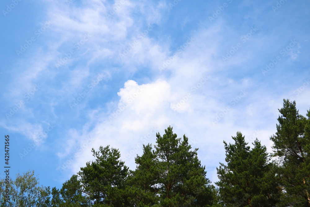 The tops of green large trees against the blue sky.