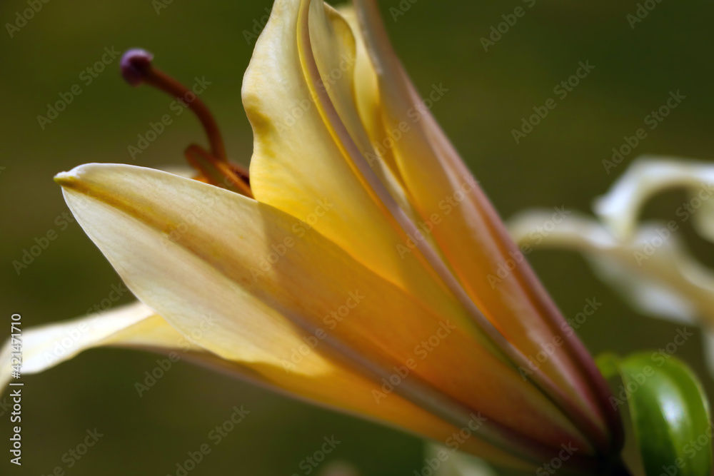 Obraz premium Blooming bud of yellow lily in the garden.