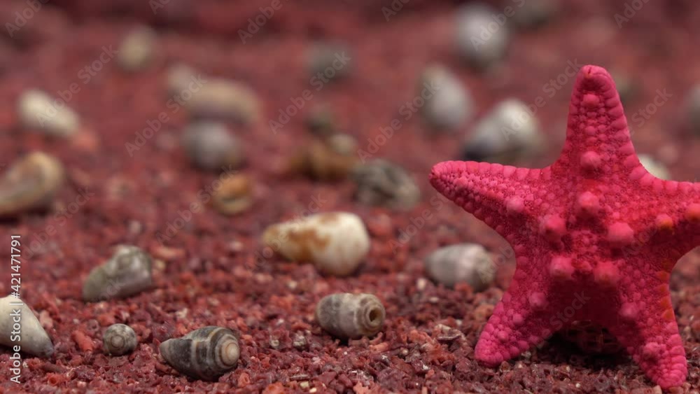 Red starfish and shells on a coral red sand. Red starfish and shells on a coral red sand.