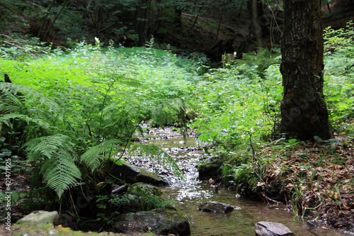 Ein kleiner Bach im Laubwald. Schmalkalden  Thueringen  Deutschland  Europa   --   Small stream in the deciduous forest. Schmalkalden  Thuringia  Germany  Europe