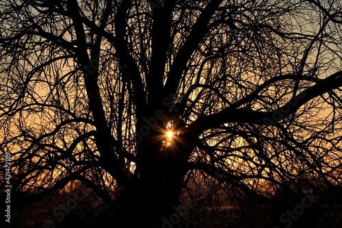 Sunset with a tree silhouette north of Hutchinson Kansas USA out in the country. © Stockphotoman