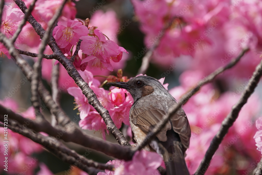 bulbul on the branch bulbul on the branch