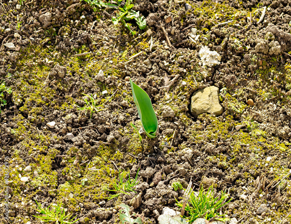 Tulpengrün
