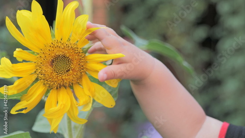 Children's hand and sunflower in the garden.
