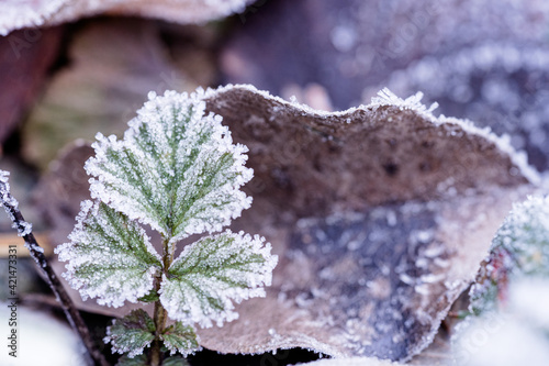 Blatt mir Raureif