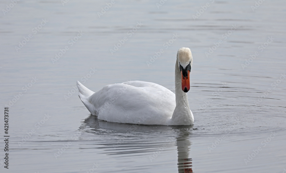 Fototapeta premium Swan floating on water portrait