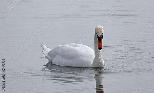 Swan floating on water portrait