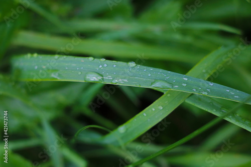 Green leaves of grass and plants with water drops after rain.