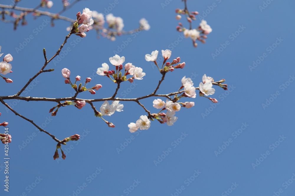 Spring has begun with spring-scented cherry blossoms Spring has begun with spring-scented cherry blossoms