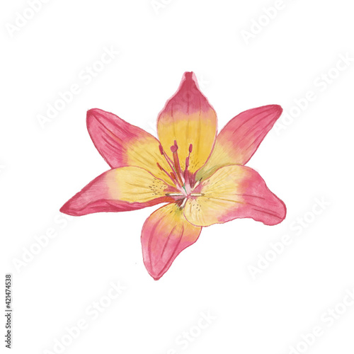 pink lily isolated on white background. Flower isolated. Hand drawn 
