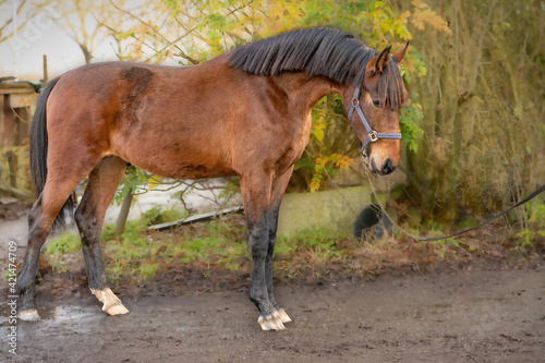 A brown KWPN stallion, Dutch Warmblood horse, 2 years old.Outside against a green and yellow natural background