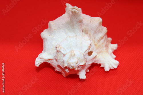 ocean shell on a red background