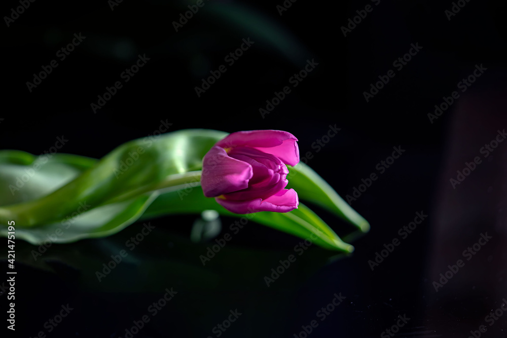 Tulpe