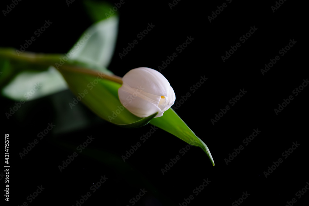 Tulpe