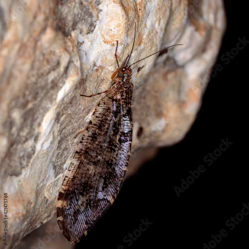 Osmylid lacewing (Stenosmylus sp. [genus]), Kosciusko NP, NSW, March 2021 photo