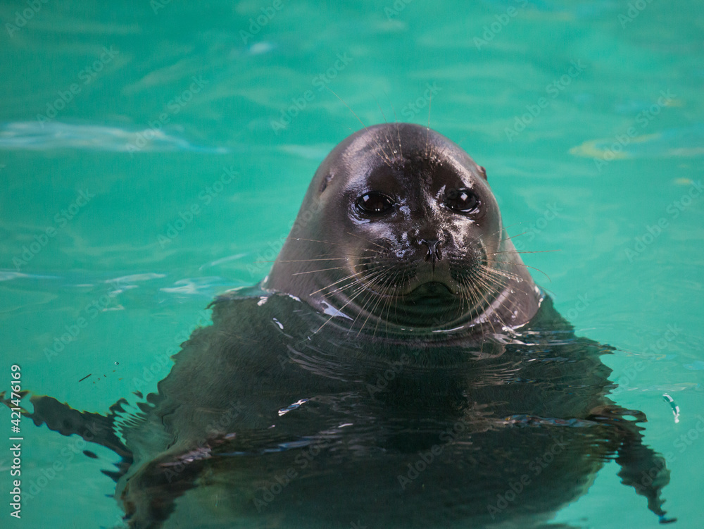 Obraz premium Baikal seal or Nerpa endemic of lake Baikal looking at the camera with huge clever eyes