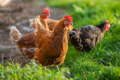 Gallina comiendo hierba en un prado verde al atardecer
