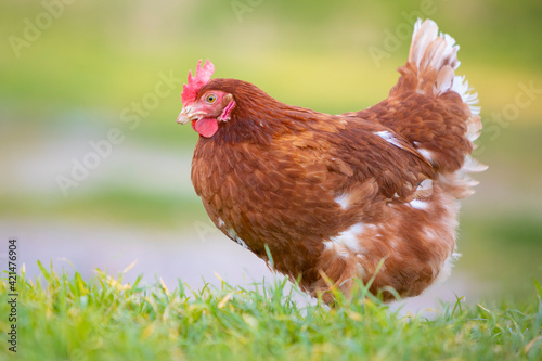 Gallina comiendo hierba en un prado verde al atardecer