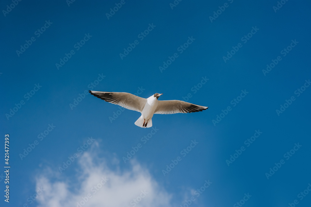 Obraz premium A great Ivory seagull flies against the blue sky, soaring above the clouds, spreading its long wings in the daytime. Summer bird photography.