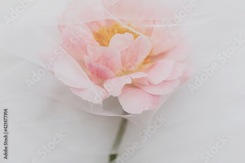 Beautiful spring aesthetics. Lovely peony flower under soft tulle fabric on white wood, top view