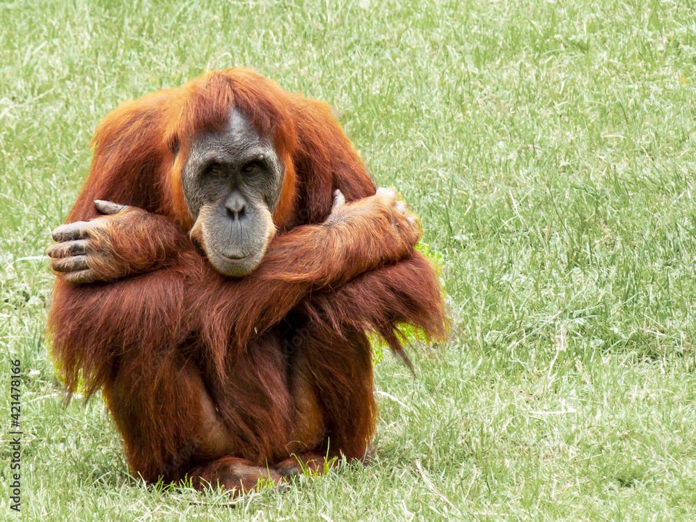 Obraz premium Orang outan - Pongo pygmaeus - en gros plan 