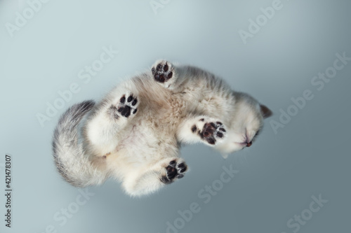 Funny white British kitten on a gray background.