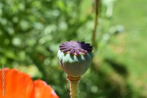 Mohnblume im Schwarzwald