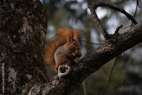 portrait of a squirrel eating a nut on a tree © Olexandr