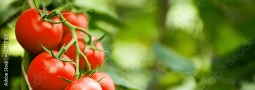 Beautiful ripe heirloom tomatoes banner