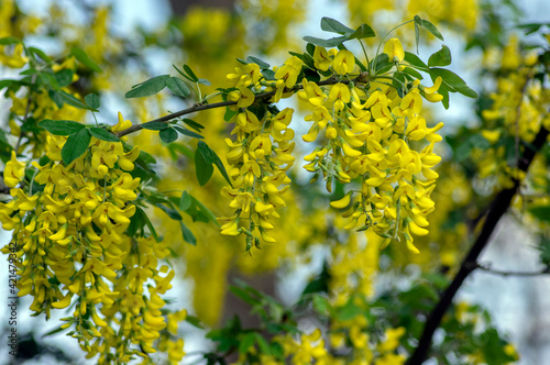 Fotografija Laburnum anagyroides ornamental yellow shrub branches in bloom against blue sky,