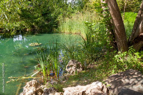 Fotografie Aménagement d'une zone humide dans un jardin - étang avec des nénuphars, lis d'e