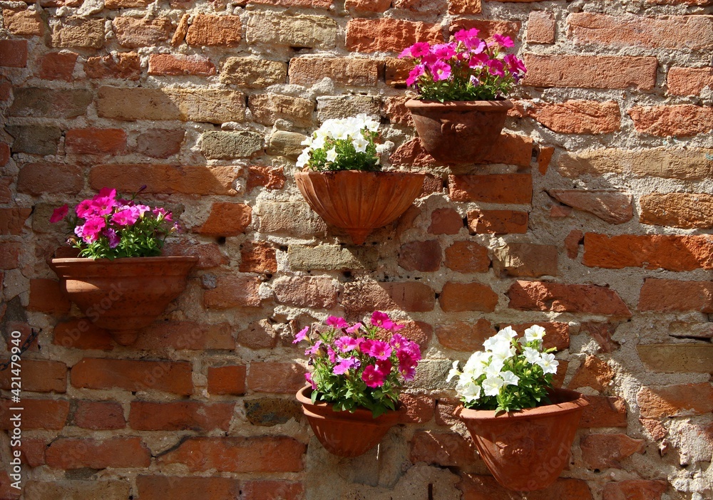 Italy, Tuscany: Flower pots hanging on the wall.