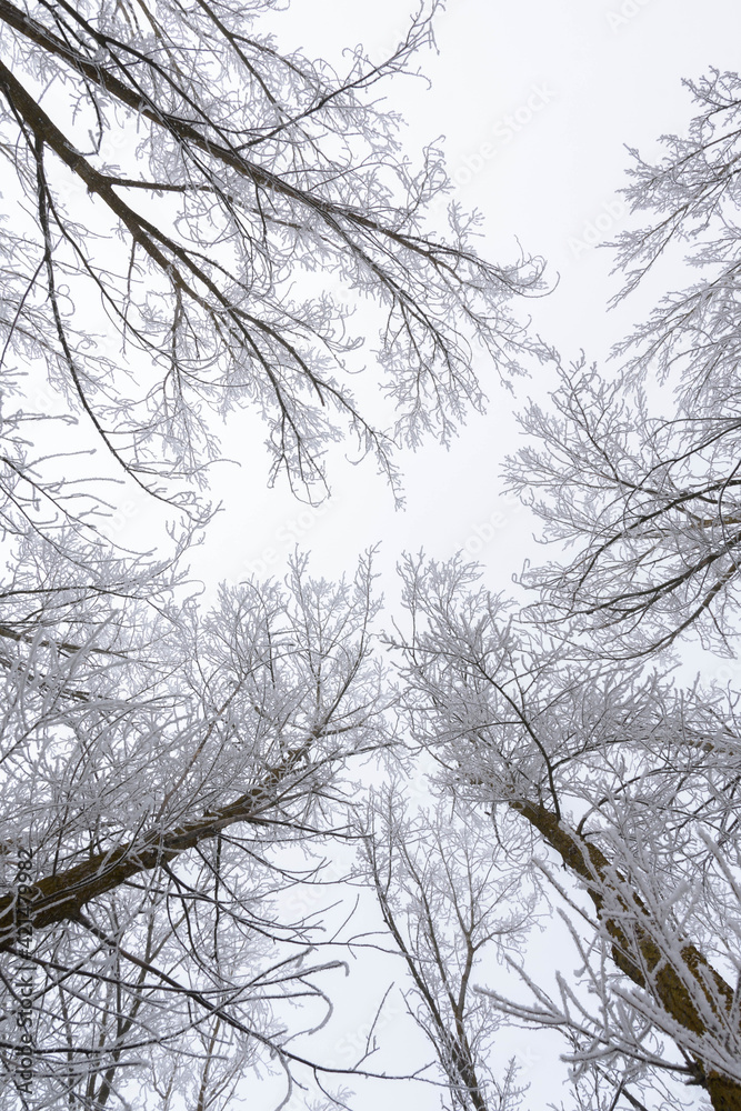 Frozen trees in the snow. Image with low contrast Frozen trees in the snow. Image with low contrast