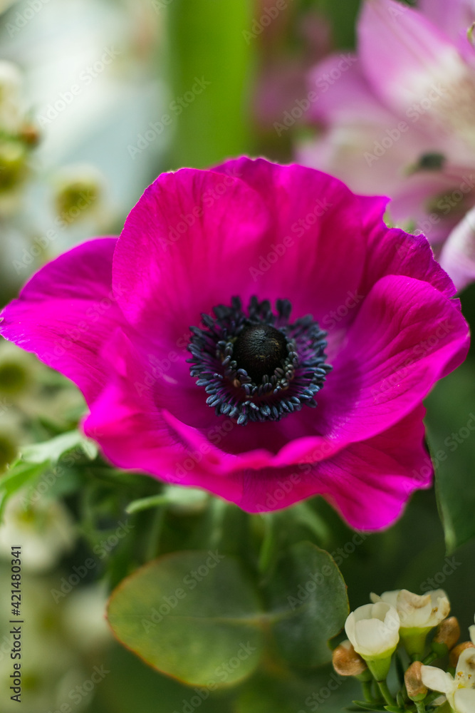 Frühlingsblumen mit lila Anemone makroaufnahme Frühlingsblumen mit lila Anemone makroaufnahme