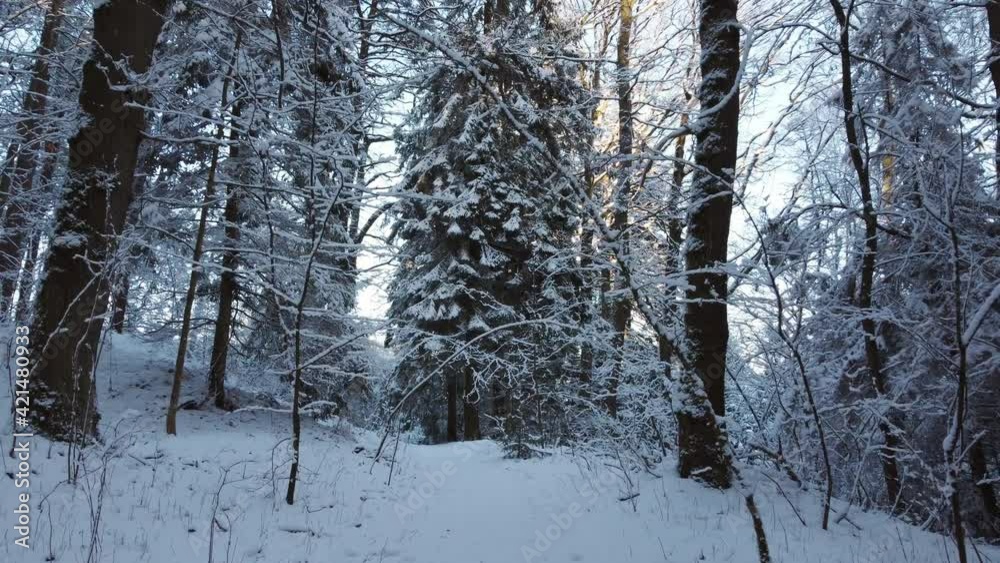 Snowy trail in winter forest Snowy trail in winter forest